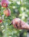 Missing snow, too much rain: HP apple crop feels the squeeze9