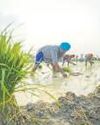 India Gets Bigger UK Market Access for Farm, Food Exports Mint Mumbai