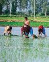 Solar dryer standards soon to cut crop loss Mint Mumbai