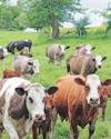 Country Delight backers eye Orios part exit Mint Mumbai