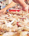Indian shrimp exporters turn to China after US tariff shock Mint Mumbai