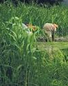 Farm scheme to open wider for agritech cos4