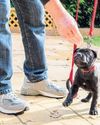 How to train your puppy2