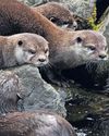 Give otters their riverbanks with sand and grass Give otters their riverbanks with sand and grass1