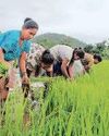 Summer sowing of rice, maize down; pulses sees uptick Summer sowing of rice, maize down; pulses sees uptick32