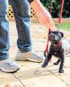 How to train your puppy How to train your puppy0