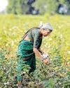 Govt’s new seed push to revive cotton, lift farm productivity2