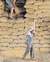 More farmers may seek MSP for wheat as record output looms4