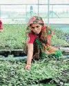 Mint New Delhi