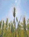 Re-imagine food supply to plug nutritional gaps Re-imagine food supply to plug nutritional gaps34
