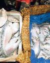 Myanmar hilsa on your plate as Bangladesh loses favour Myanmar hilsa on your plate as Bangladesh loses favour32