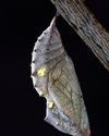 EMERGING FROM THE COCOON Storizen
