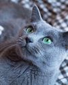 The Green-Eyed Boy Russian Blue