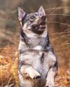 Swedish Vallhund The Cow Herd