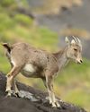 Southern Pride The Nilgiri Tahr