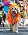 New York's Dog Parade