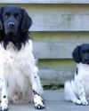 Stabyhoun A Fine Retriever