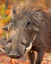 King of the Pigs The Warthog King of the Pigs The Warthog