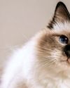 The Birman Blue Eyed Boy9
