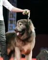 Meet the World's Costliest Dog Meet the World's Costliest Dog