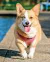No More Bonus for Inspector Corgi No More Bonus for Inspector Corgi