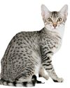 Egyptian Mau dogs & more