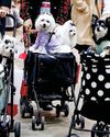 Japan's Pet Parenthood at All-Time High dogs & more
