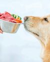 Food Allergies in Pets dogs & more