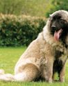 Bear-Like The Estrela Mountain Dog dogs & more