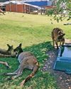 A Wild Adventure in Victoria The Perfect Family Getaway for Animal Lovers dogs & more
