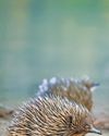 Spiny, From Down South The Echidna dogs & more