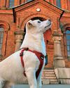 dogs & more