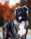 dogs & more