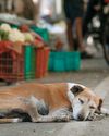 dogs & more