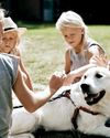 dogs & more