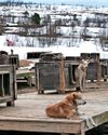 dogs & more