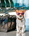 dogs & more
