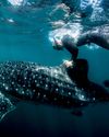 Save The Whale Shark, Save The World14
