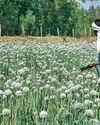 खाद के बाद कीट-नाशकों का संकट1