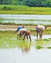 விவசாயம் செய்ய பரோலில் வந்த கொலைக் 'குற்றவாளி!