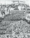 'No stop-gap solution' as tomato prices soar8