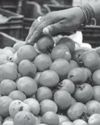Tomato prices could upset inflation trajectory: RBI10