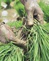 Kharif sowing falls 9% even as rains pick up1