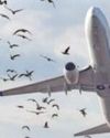 Bird-hit incidents soar 62% in H1CY23 as air travel picks up5
