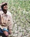 Break in rains a threat to kharifyield, rabi sowing0