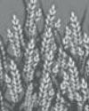 Kharif crop prices will guide inflation fight in coming mths16