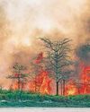 67% of major forest fires in 2023-24 doused within 24 hrs