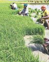 15% paddy, 9.6% wheat farmers benefit from MSP