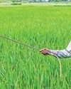 Non-urea fertiliser subsidies increased32