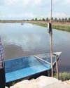 Andhra Pradesh's shrimp lines go slack DUOTO SHINE LACOR Andhra Pradesh's shrimp lines go slack DUOTO SHINE LACOR